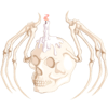 Skeletal Wing Curse